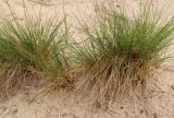 Смотреть изображение Festuca sabulosa