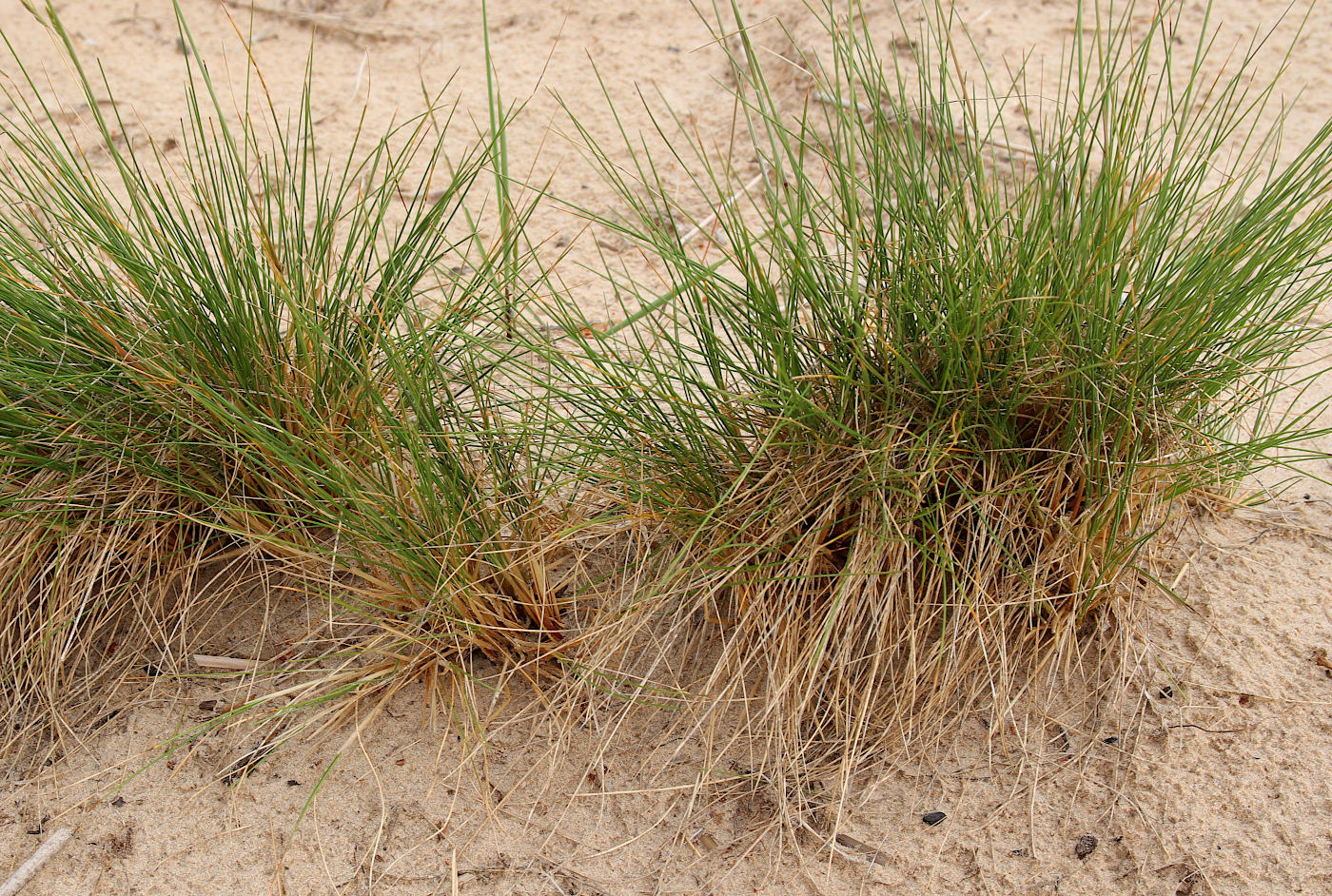 Image of Festuca sabulosa specimen.