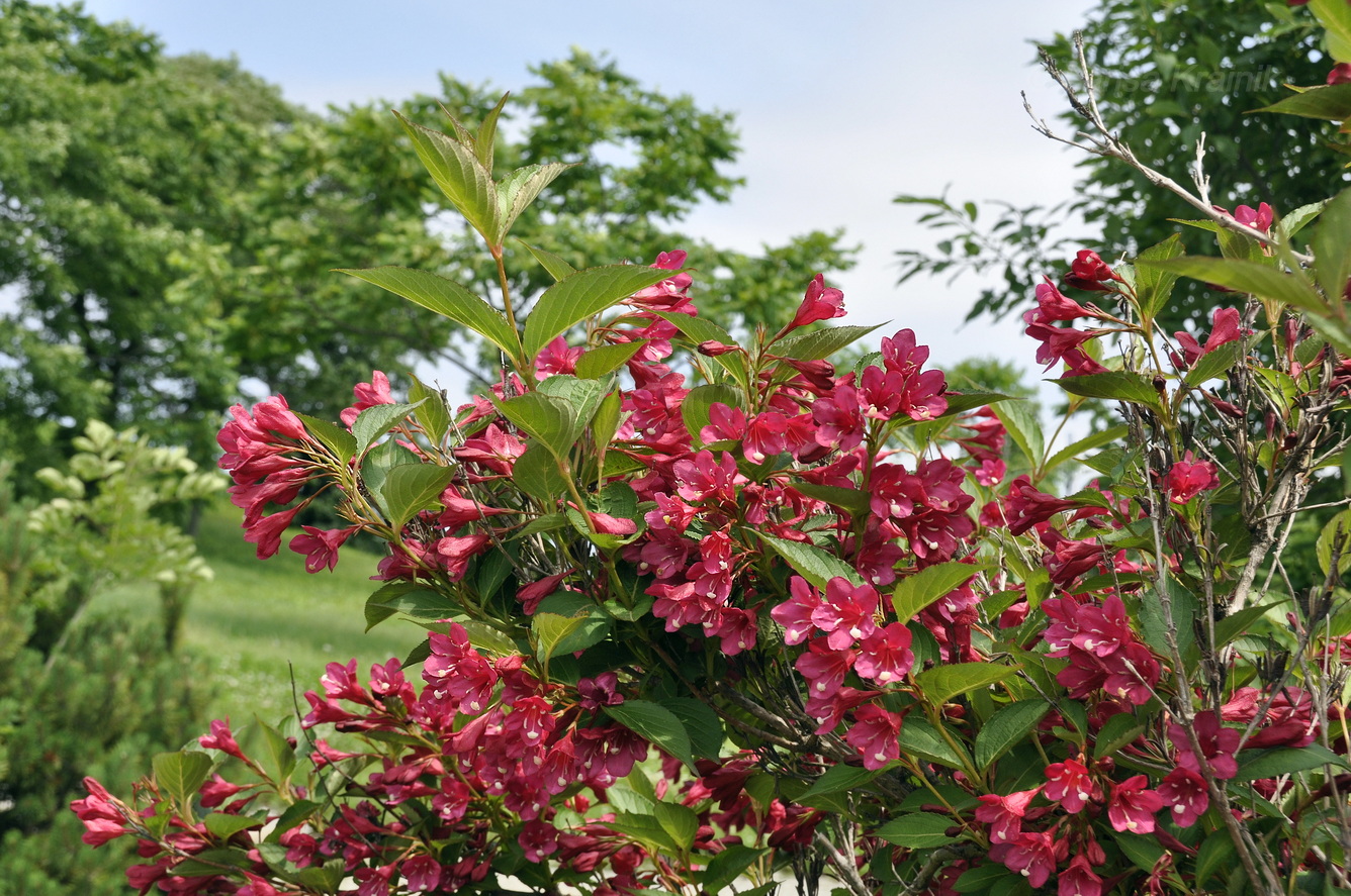 Image of Weigela hortensis specimen.