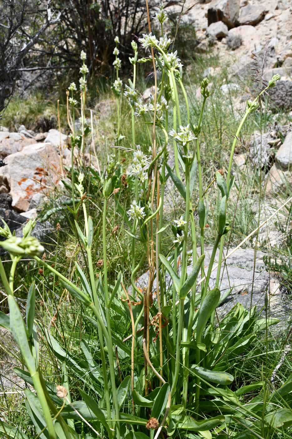 Image of Swertia lactea specimen.