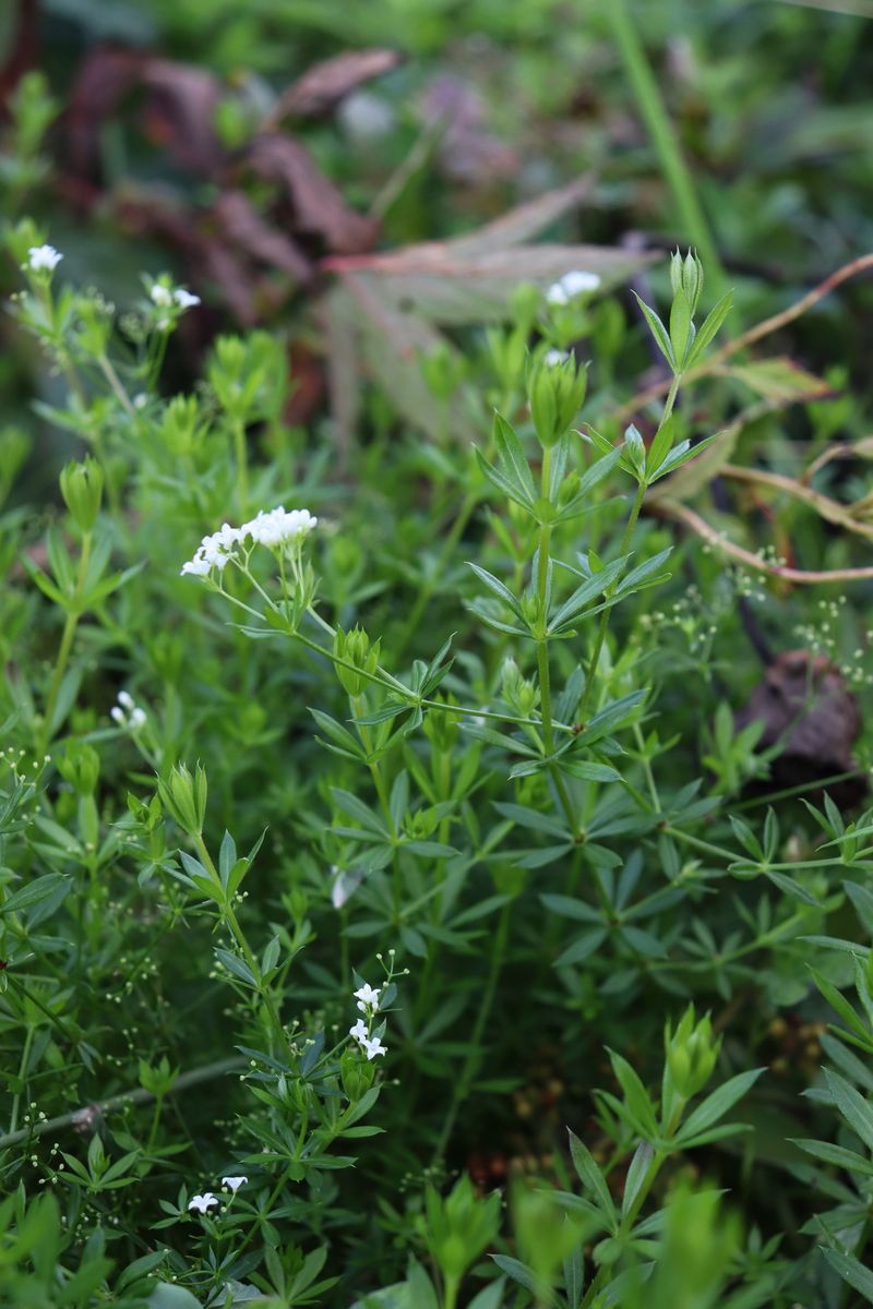 Image of Galium rivale specimen.