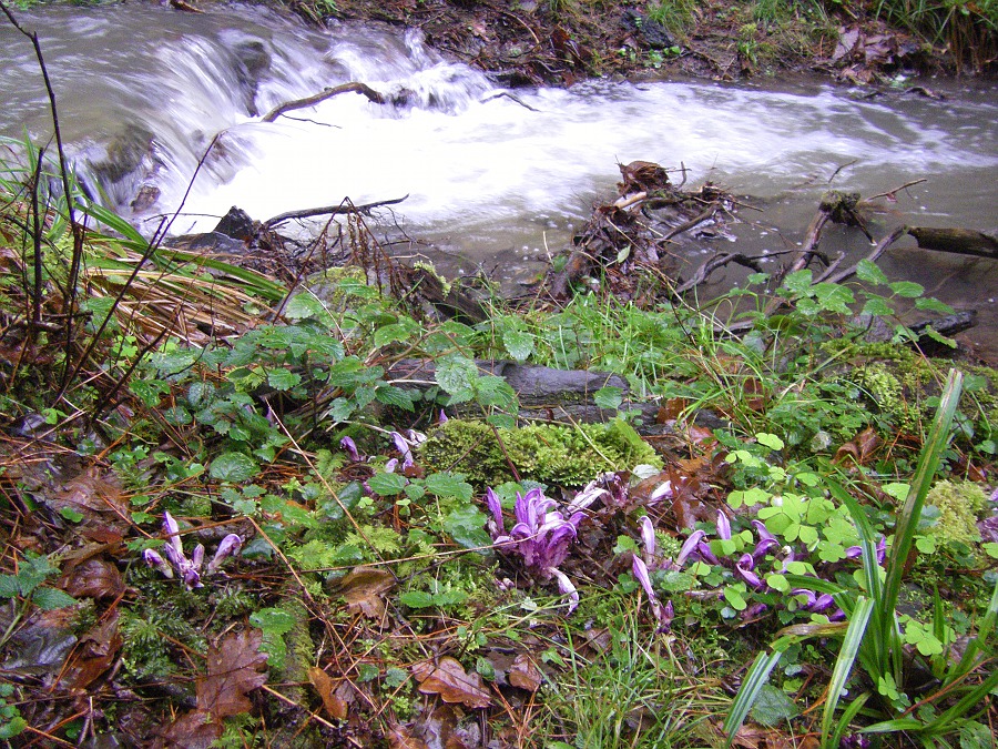 Image of Lathraea clandestina specimen.