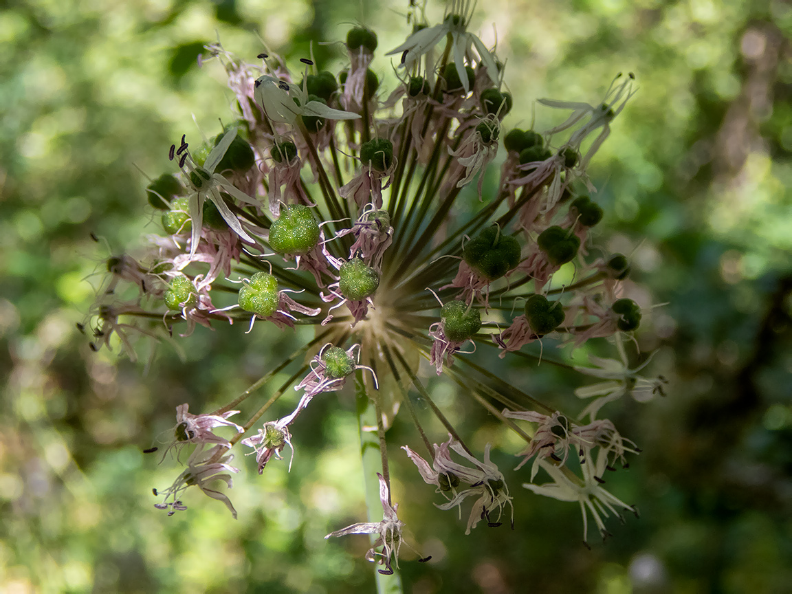 Изображение особи Allium quercetorum.