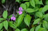 Impatiens blepharosepala. Верхушка цветущего растения. Китай, провинция Хунань, гора Тяньмэнь, смешанный лес, каменистый участок склона. 09.06.2024.