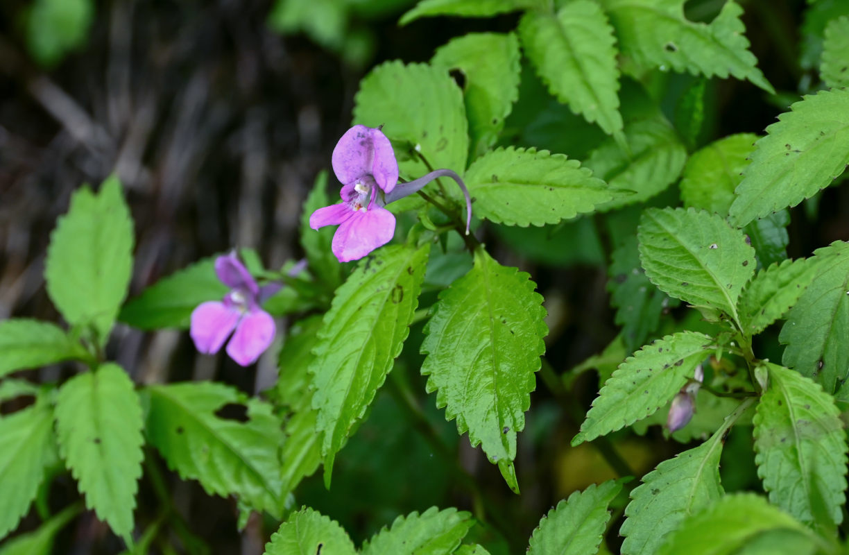 Изображение особи род Impatiens.