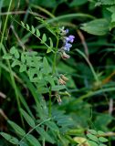 Vicia sepium. Верхушка цветущего растения. Московская обл., Дмитровский гор. округ, долина р. Волгуша, опушка смешанного леса. 31.08.2024.