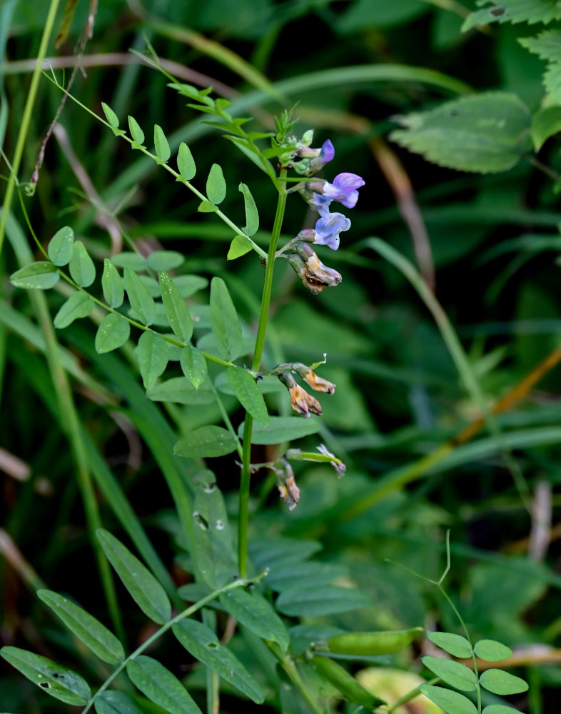 Image of Vicia sepium specimen.