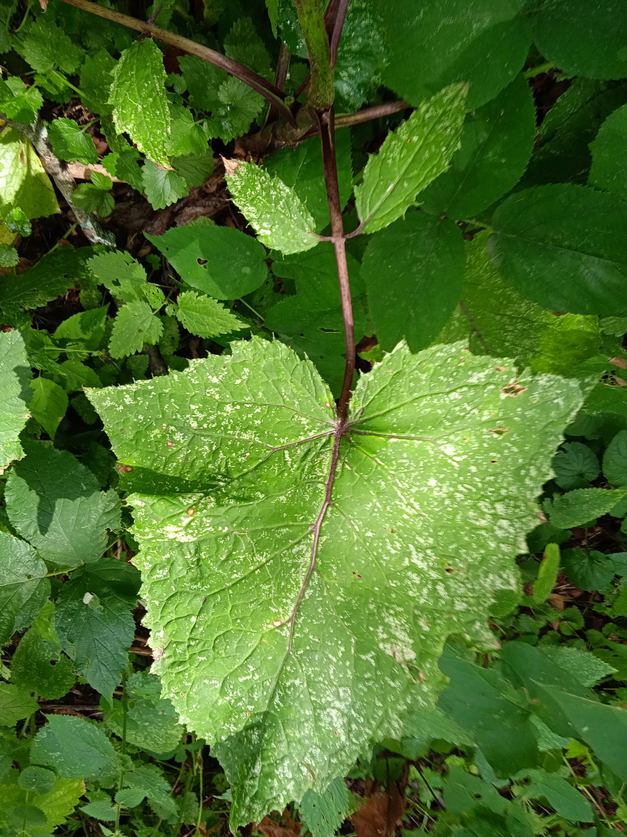 Изображение особи Cicerbita macrophylla.