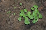 Glechoma hederacea