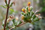 Phlomoides hissarica. Побег соцветия. Таджикистан, Гиссарский хр., басс. р. Варзоб, ущ. р. Кондара, ≈ 1400 м н.у.м., саванноидное сообщество. 23 июня 2024 г.