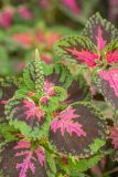 Coleus scutellarioides. Верхушка цветущего растения. Краснодарский край, г. Сочи, м-р Лазаревское, парковое озеленение. 03.11.2024.