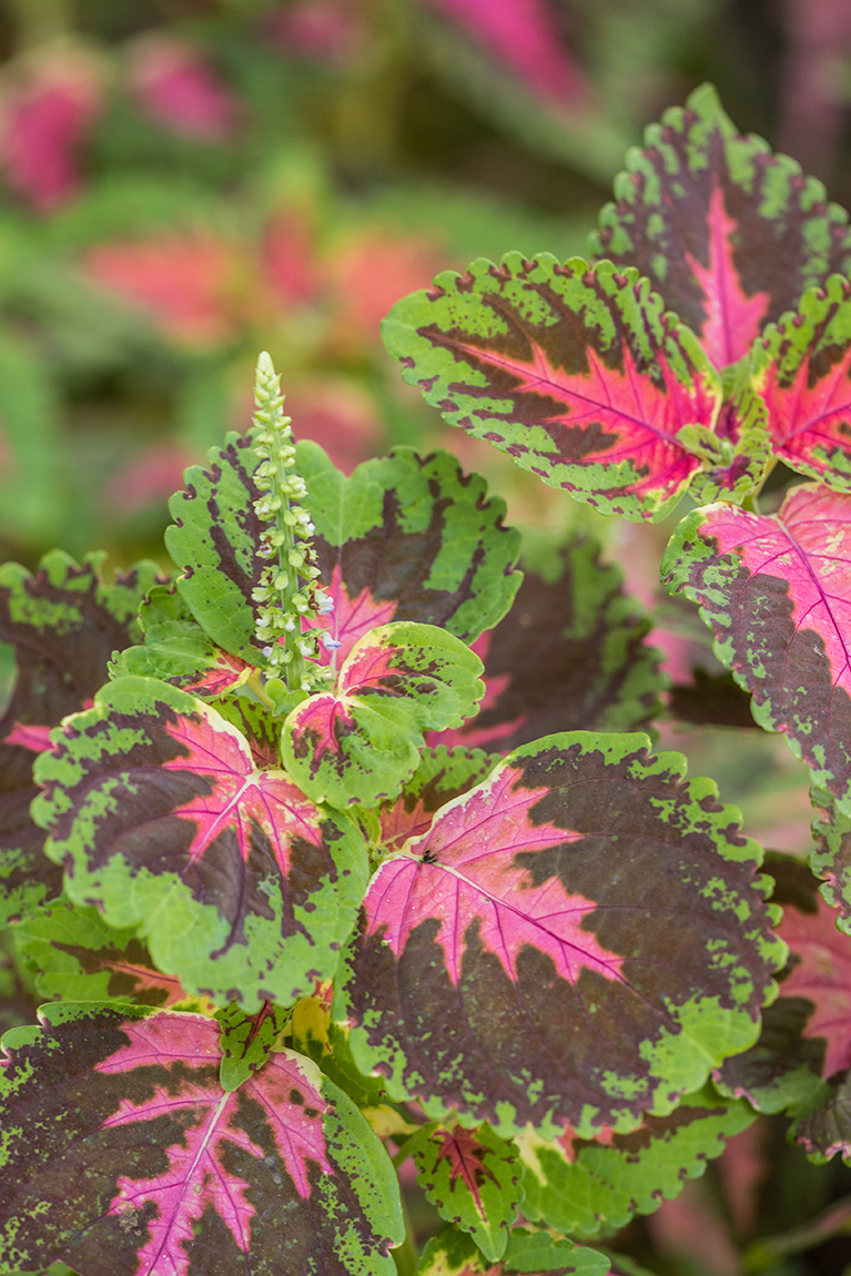 Изображение особи Coleus scutellarioides.