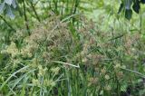 род Cyperus