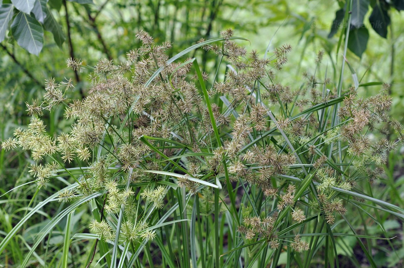 Image of genus Cyperus specimen.