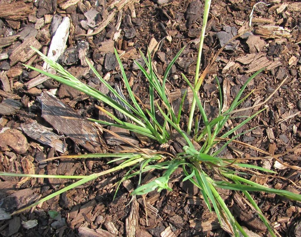 Image of genus Poa specimen.