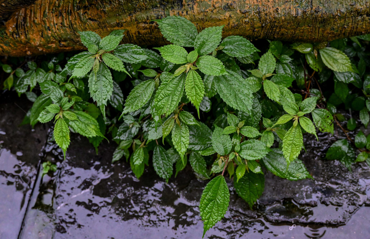 Image of Pilea sinofasciata specimen.