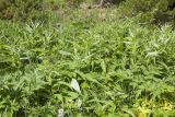 Cirsium helenioides