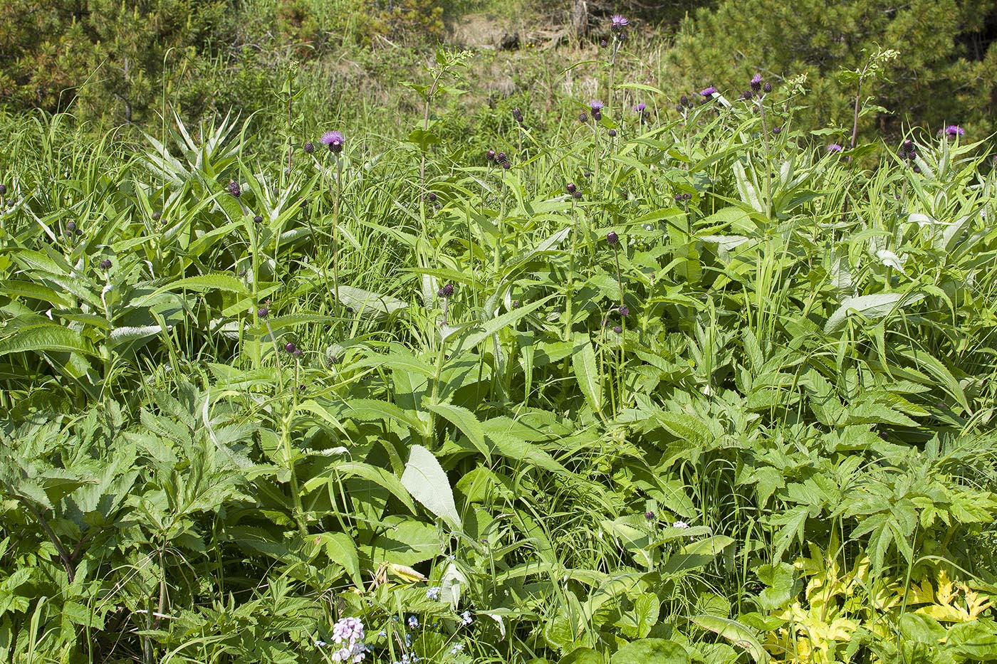 Изображение особи Cirsium helenioides.