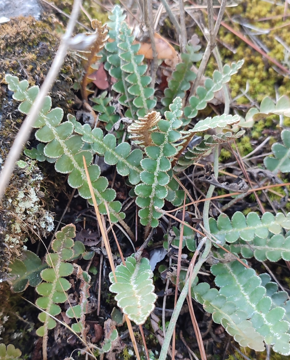 Изображение особи Ceterach officinarum.