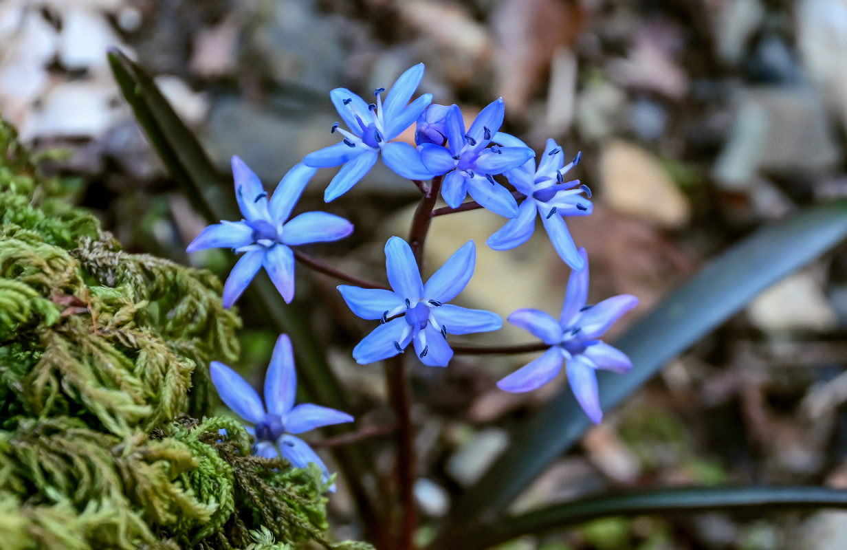 Изображение особи Scilla bifolia.