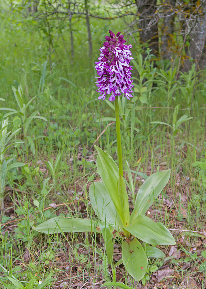 Image of Orchis purpurea ssp. caucasica specimen.