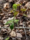 View full-size image Euphorbia amygdaloides
