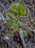 Смотреть изображение Archangelica officinalis