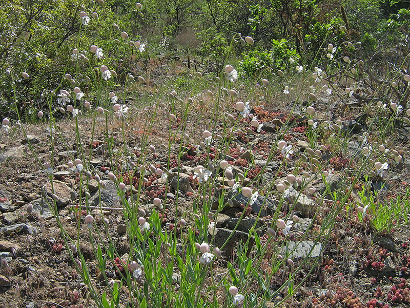 Image of Oberna crispata specimen.