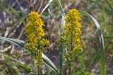 Solidago virgaurea ssp. lapponica