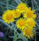 Смотреть изображение Inula britannica