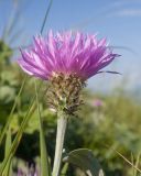 View gallery of subtaxa Image of specimen