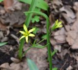View full-size image Gagea lutea
