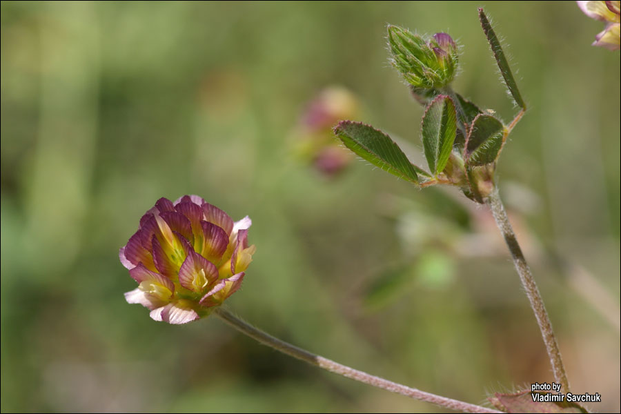 Изображение особи Trifolium grandiflorum.