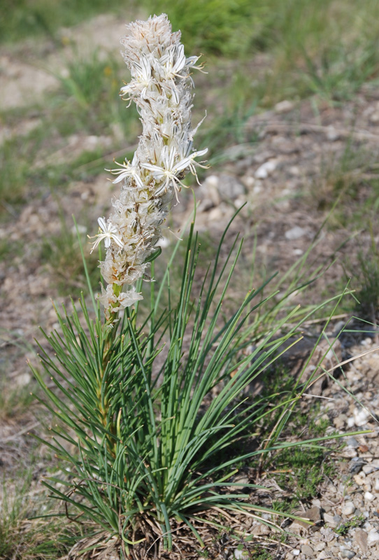 Image of Asphodeline taurica specimen.