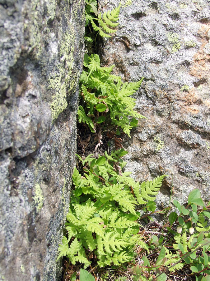 Image of Phegopteris connectilis specimen.