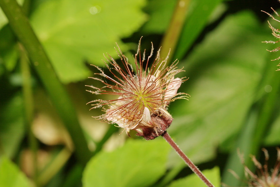 Image of Geum rivale specimen.