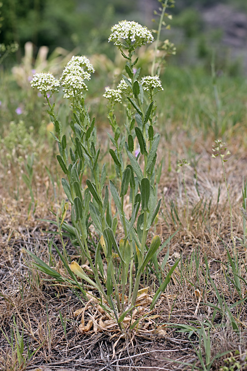 Image of Cardaria pubescens specimen.