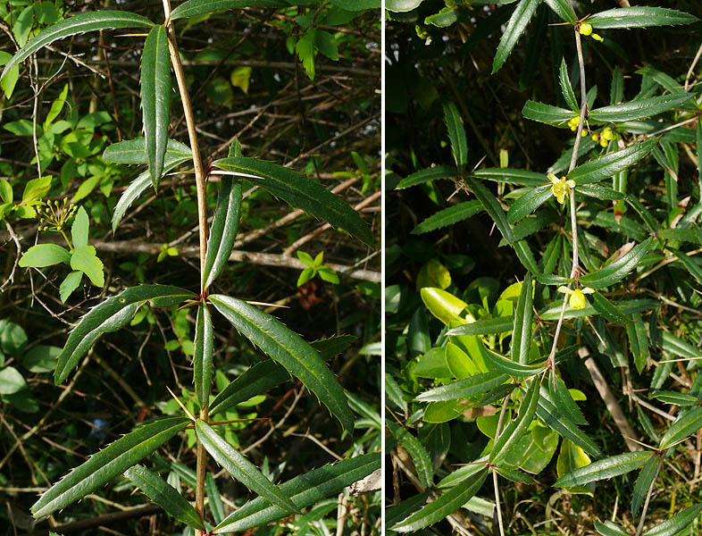 Изображение особи Berberis soulieana.