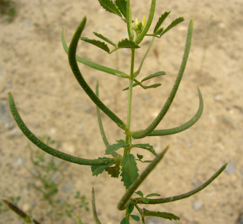 Image of Trigonella geminiflora specimen.