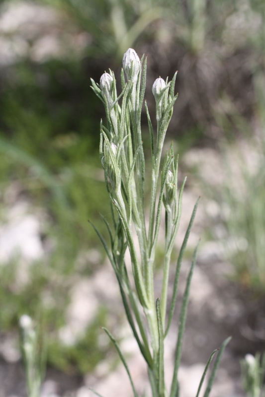 Image of Jurinea stoechadifolia specimen.