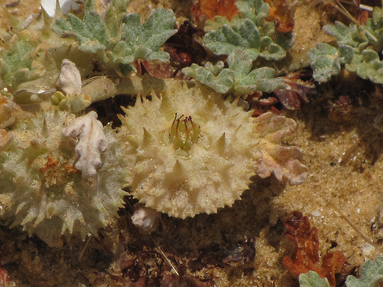 Image of Neurada procumbens specimen.