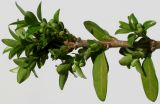 Lonicera ligustrina variety yunnanensis. Часть ветки с развивающимися побегами и бутонами. Германия, г. Кемпен, в культуре. 06.04.2012.