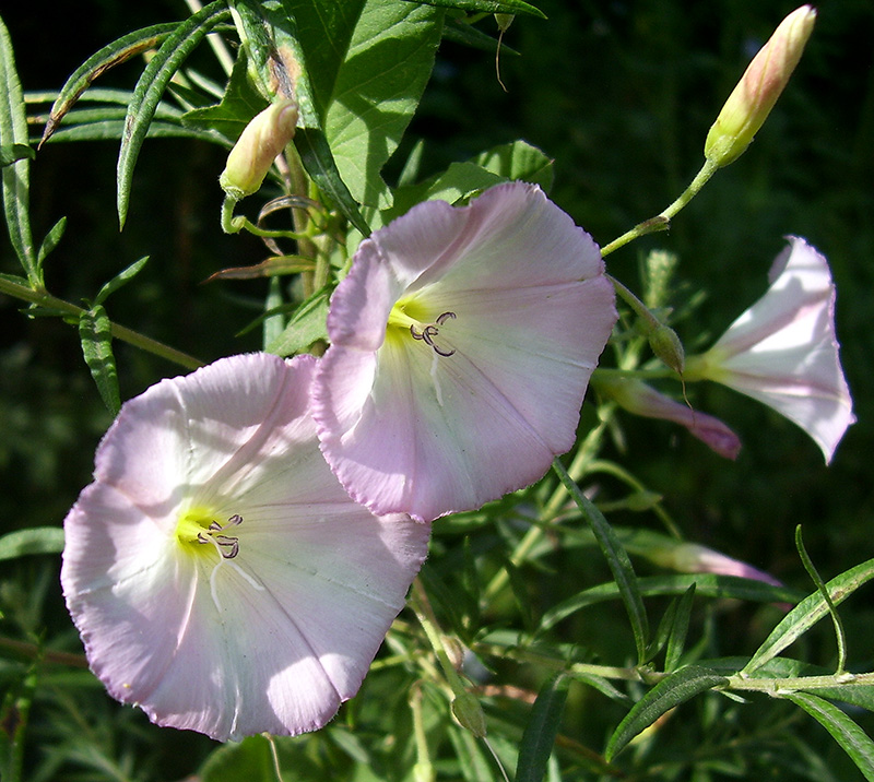 Изображение особи Convolvulus arvensis.