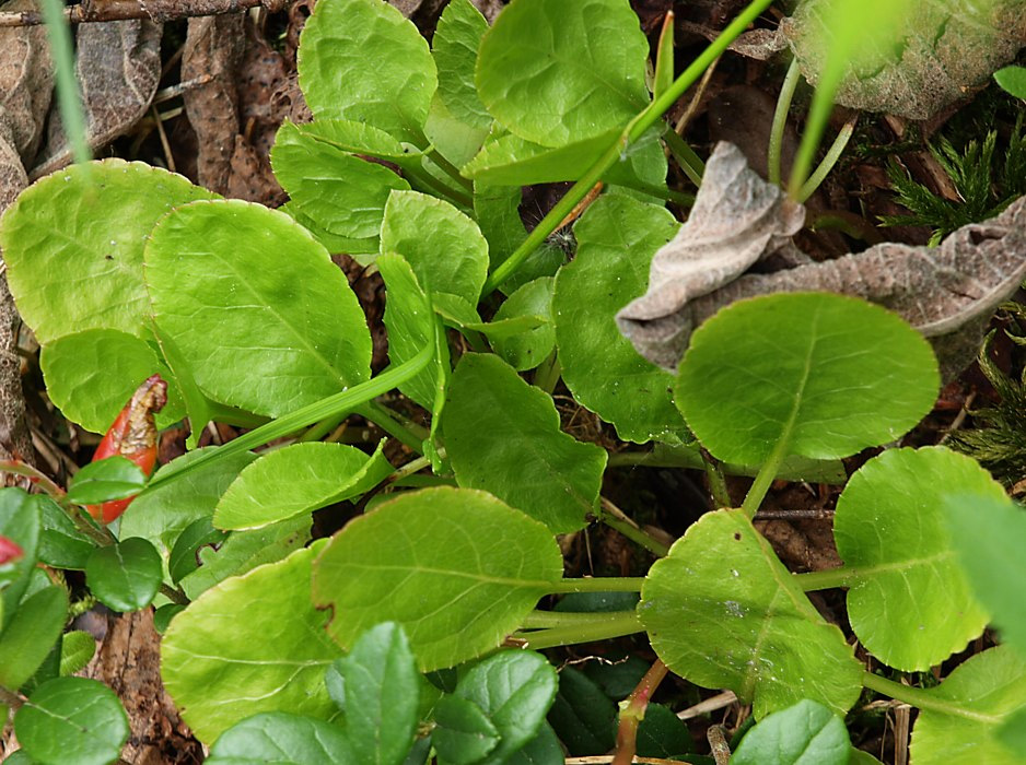 Image of Pyrola minor specimen.