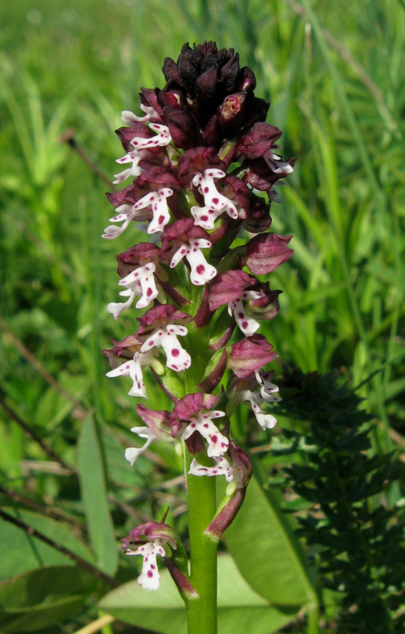 Image of Neotinea ustulata specimen.