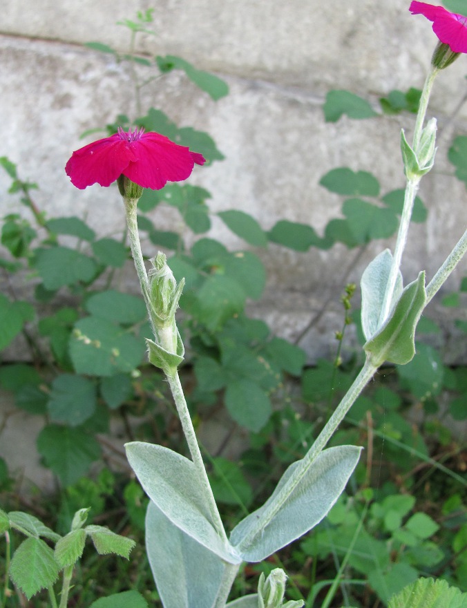 Image of Lychnis coronaria specimen.