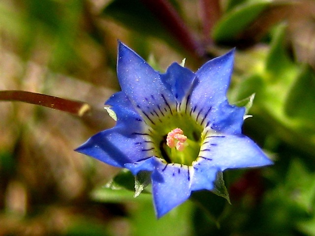 Изображение особи Gentiana squarrosa.