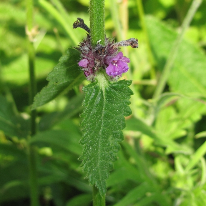 Image of Betonica officinalis specimen.