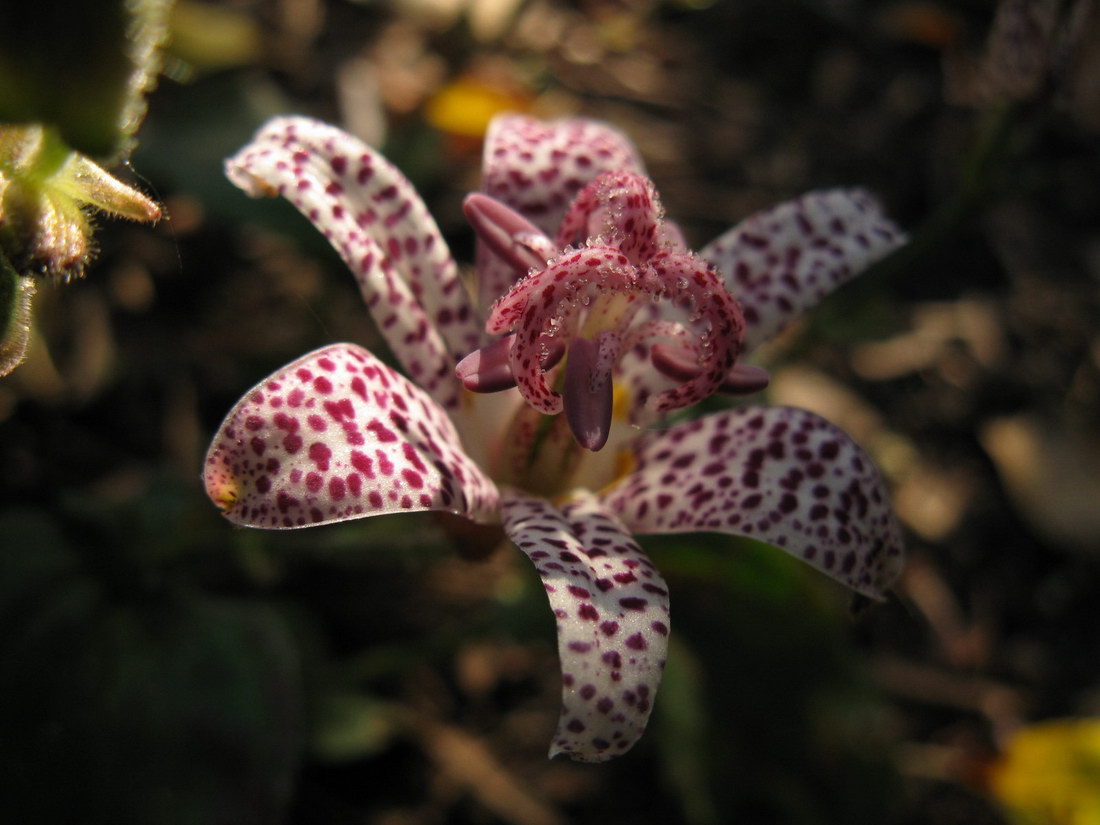 Image of Tricyrtis hirta specimen.