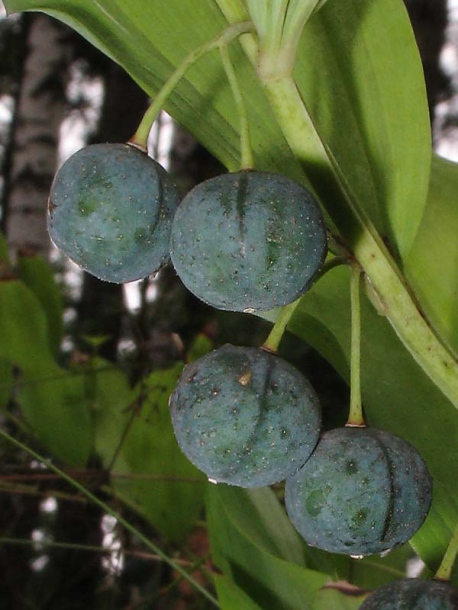 Изображение особи Polygonatum odoratum.